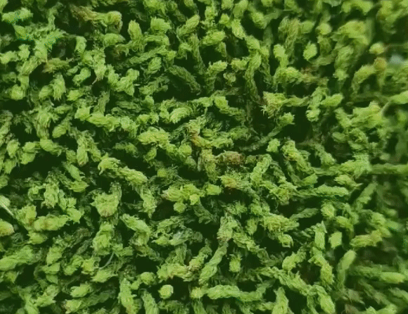 8d34f7bbefcb54207a2f9bd19d8ab7f4_1744333838_2753.gif